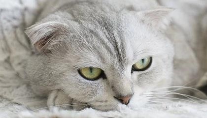 上海2026年最新北京商务伴游经纪招聘渠道分享(最方便真实的上海北京爱特博旅运服务有限责任公司招聘方法)